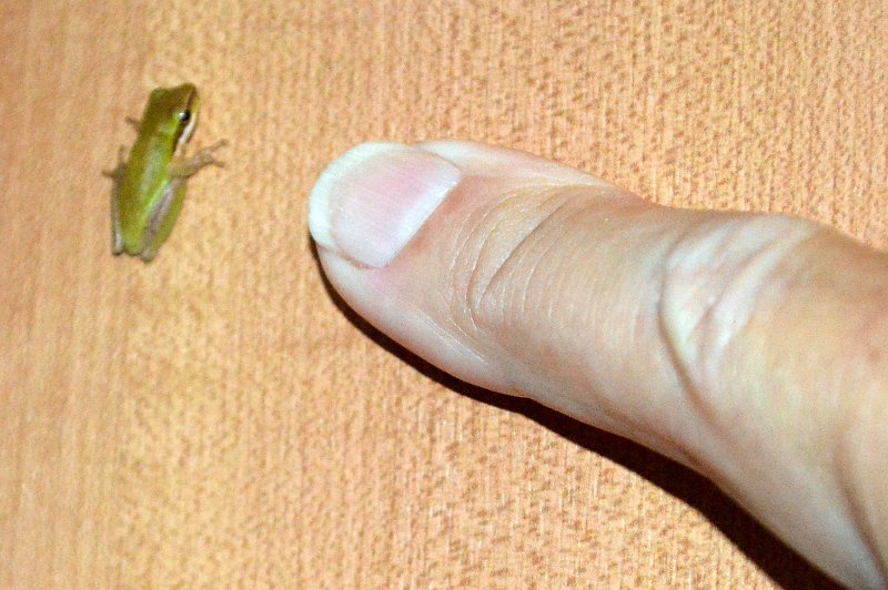 DSC_0002crop.jpg - Tiny green tree frog found his way inside Casa