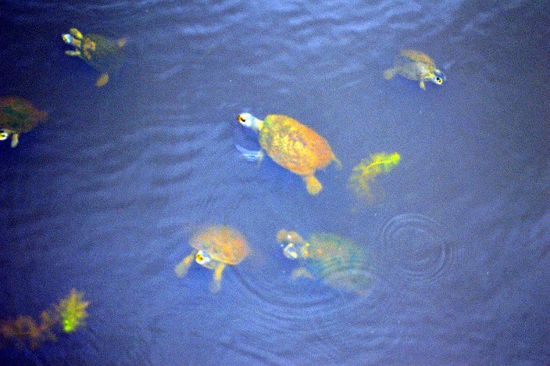 DSC_0027.JPG - Ingham wetlands information centre - colour is exaggerated to improve the turtles visibility