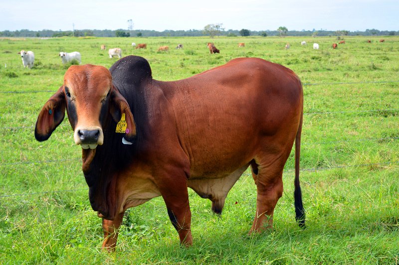 DSC_0034.JPG - Mungalla Station - very healthy looking animals