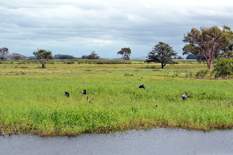 DSC_0053.JPG - At Mungalla Station, Magpie Geese (aka Pied Goose, page 32)