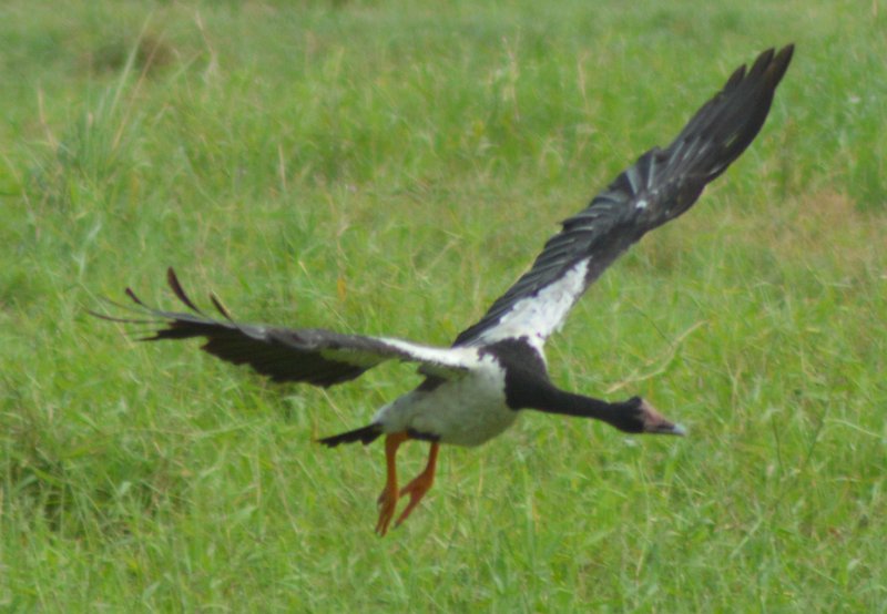 DSC_0063.JPG - Magpie Geese (aka Pied Goose) - wingspan can reach almost 2 metres