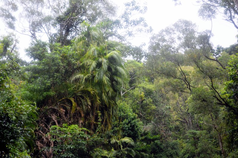 DSC_0082.JPG - Very dense rainforst on the road to Wallaman Falls