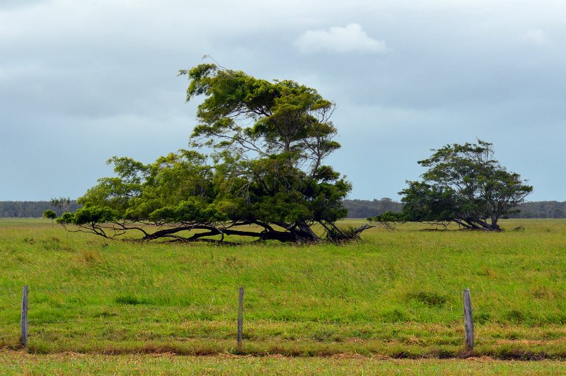 DSC_0085.JPG - Near Mungalla Station were these large trees pushed over by cyclones