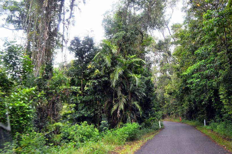 DSC_0086.JPG - Very dense rainforst on the road to Wallaman Falls