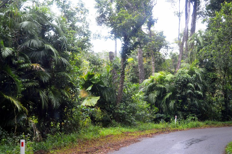 DSC_0088.JPG - Very dense rainforst on the road to Wallaman Falls