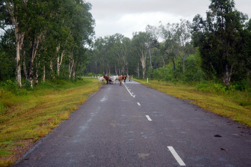 DSC_0095.JPG - Roaming cattle on the road to Wallaman Falls