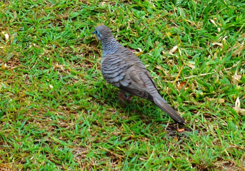 DSC_0116.JPG - Tiny Peaceful Dove (page 46)