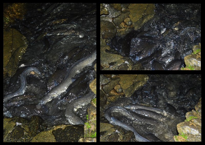 18Paronella11.jpg - Paronella Park lit up at night - feeding fish in Mena Creek