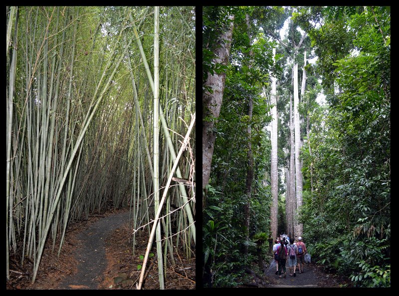 18Paronella4.jpg - Paronella Park - Kauri Avenue and Asian Bamboo