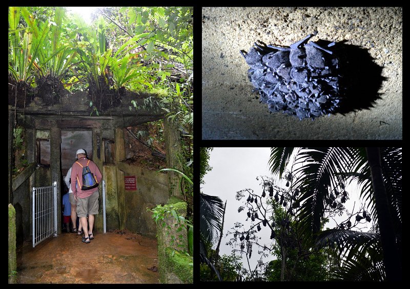 18Paronella6.jpg - Paronella Park - Tiny bats in the tunnel and Flying Foxes outside
