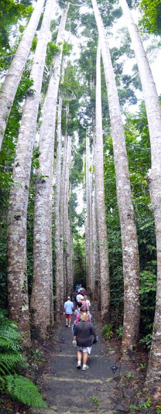 18ParonellaPan08.JPG - Paronella Park - Kauri Avenue