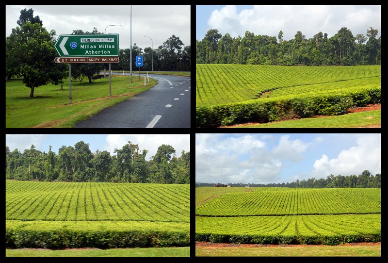 19AthertonTable.jpg - Tea plantations in the North Johnstone region
