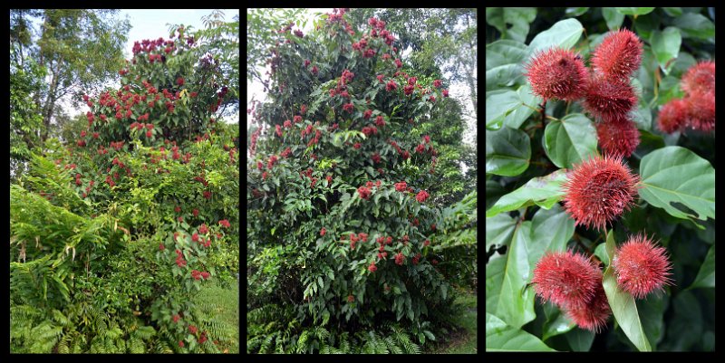 20Tinaroo.jpg - Leaving Paronella Park this morning - this pretty tree with a seed/flower that looks much like a Lychee.