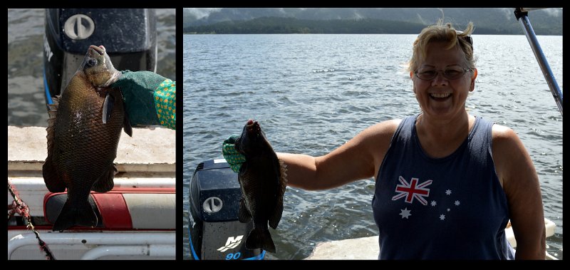 20Tinaroo1.jpg - Joy's catch, a nice sized Sooty Grunter about 1.5kg