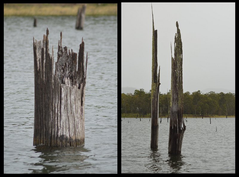 21Tinaroo.jpg - Lake Tinaroo - plenty of snags to help lose lures/hooks