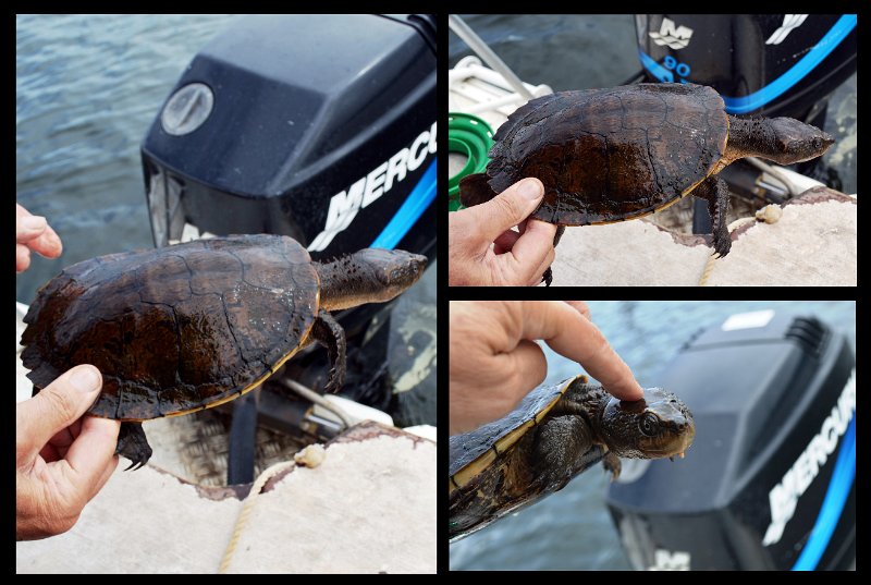 21Tinaroo1.jpg - Lake Tinaroo - an unusual hook-up (and release) was this Saw-Shelled Turtle