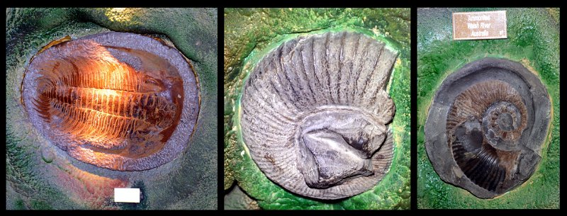 22Atherton6.jpg - The Crystal Caves displays of Geodes, Crystals, Fossils, Petrified timbers