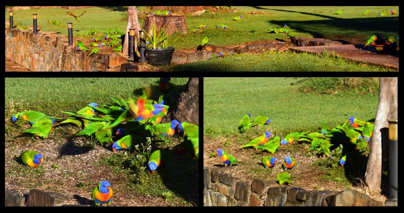 23Herberton1.jpg - At Herberton - Rainbow Lorikeets at the Wild River caravan park