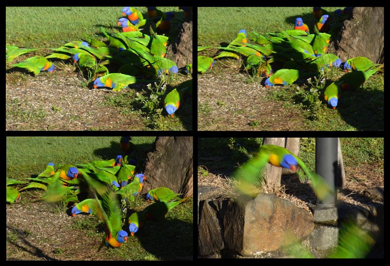 23Herberton2.jpg - At Herberton - Rainbow Lorikeets at the Wild River caravan park