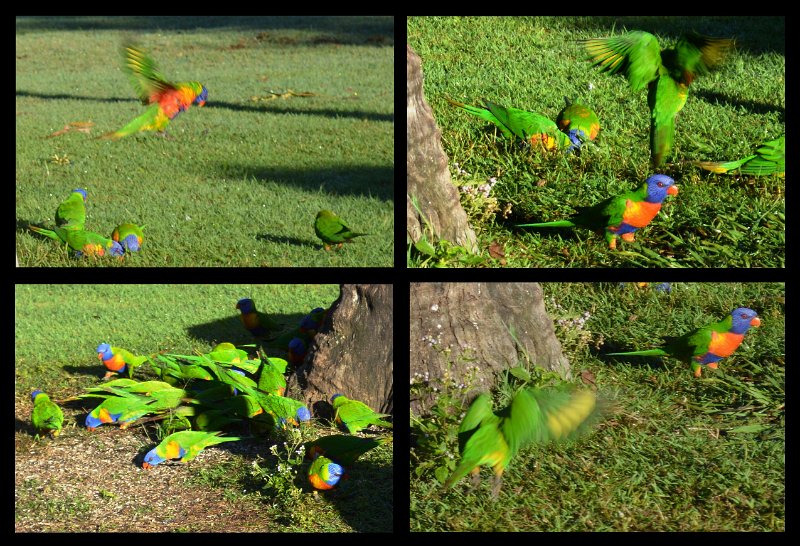 23Herberton3.jpg - At Herberton - Rainbow Lorikeets at the Wild River caravan park