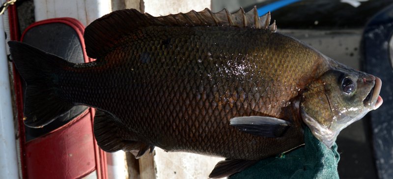 DSC_0018turned.jpg - Joy's catch, a nice sized Sooty Grunter about 1.5kg