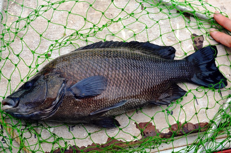 DSC_0019.JPG - Another very nice Sooty Grunter
