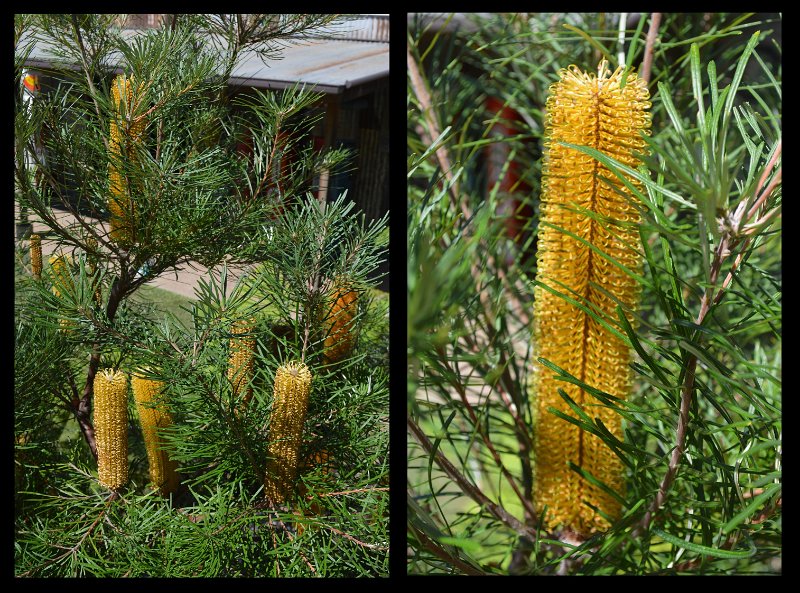 23Herberton27.jpg - Herberton Historic Village - Banksia