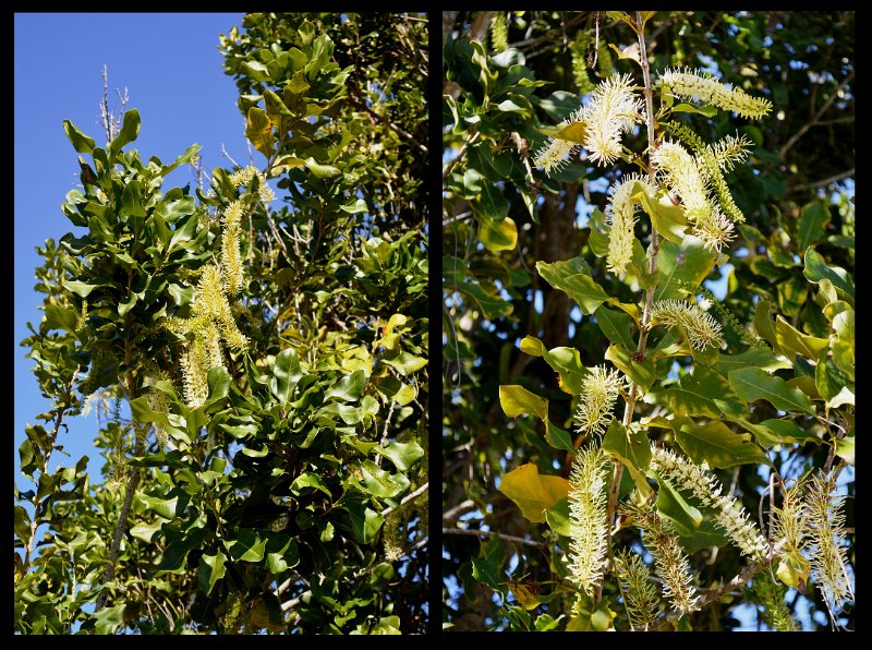 24Eacham.jpg - Flowering Macadamia nut tree