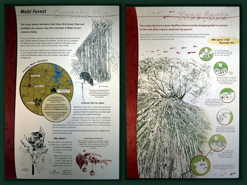 24Eacham1.jpg - Atherton Tablelands - Near Yungaburra is the Curtain Fig Tree