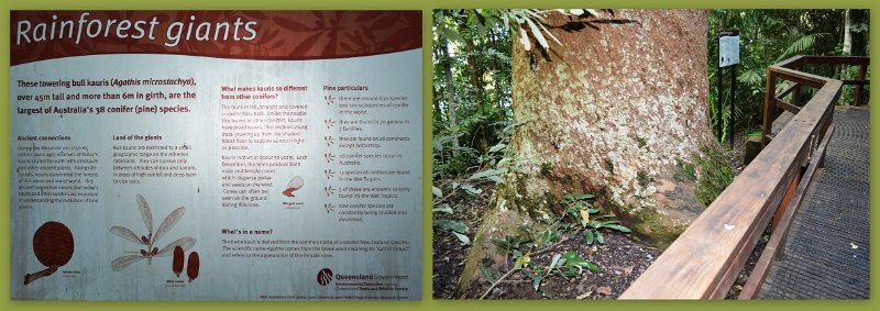 24Eacham16.jpg - Atherton Tablelands - The Crater Lakes NP - Lake Barrine