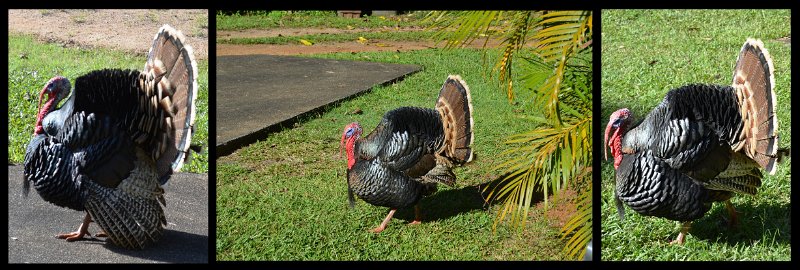24Eacham18.jpg - Atherton Tablelands - menagerie at our stopover