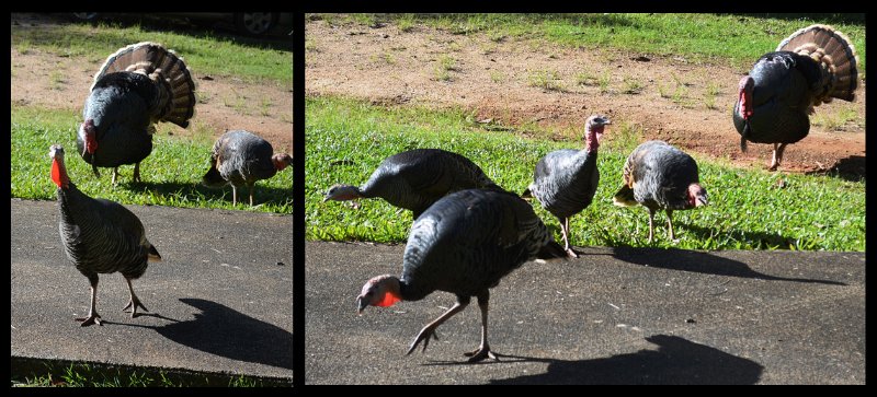 24Eacham19.jpg - Atherton Tablelands - menagerie at our stopover
