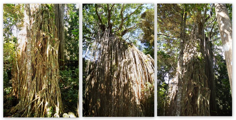 24Eacham2.jpg - Atherton Tablelands - huge Curtain Fig Tree