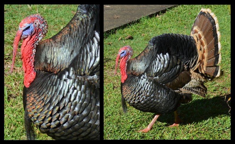 24Eacham20.jpg - Atherton Tablelands - menagerie at our stopover