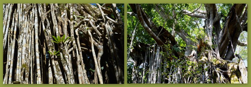 24Eacham4.jpg - Atherton Tablelands - Near Yungaburra is the Curtain Fig Tree