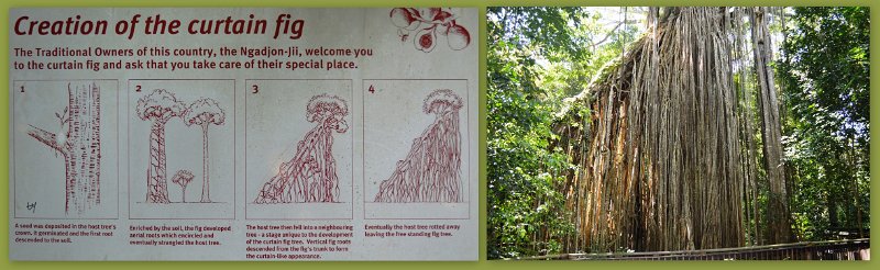 24Eacham5.jpg - Atherton Tablelands - Near Yungaburra is the Curtain Fig Tree