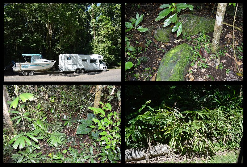24Eacham6.jpg - Atherton Tablelands - Near Yungaburra is the Curtain Fig Tree