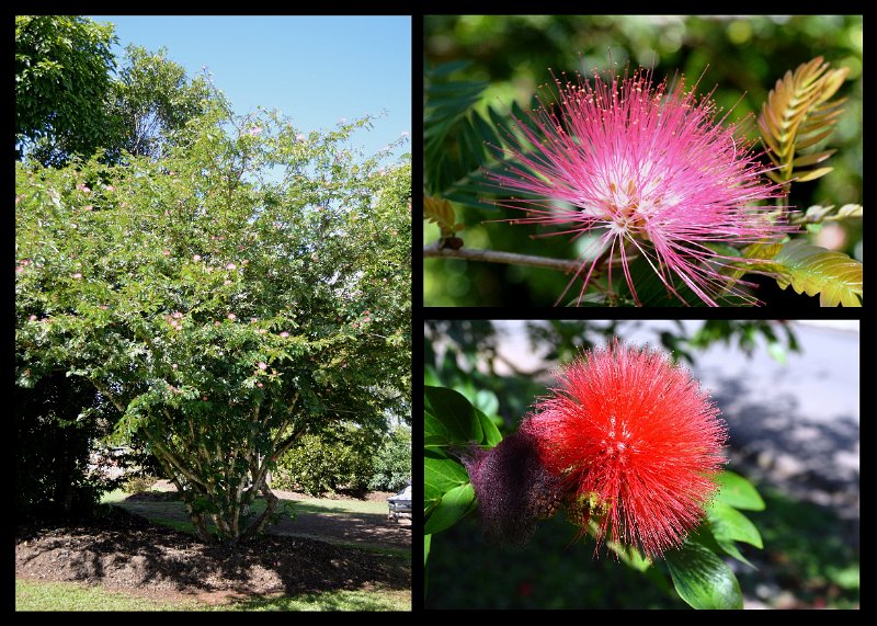 24Eacham8.jpg - Brilliant red flowers, about billiard ball size, on a flowering Eucalyptus gum tree (possibly Coral Gum)