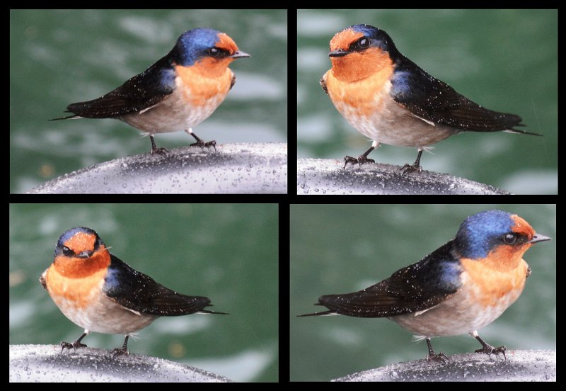 25Mareeba1.jpg - Atherton Tablelands - The Crater Lakes NP - Lake Eacham, a pair of Welcome Swallows (page 478), aka Australian or House Swallow