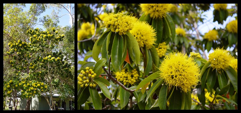 25Mareeba3.jpg - Brilliant yellow flowers, again about billiard ball size, on a flowering Eucalyptus gum tree (possibly Leman's Gum)
