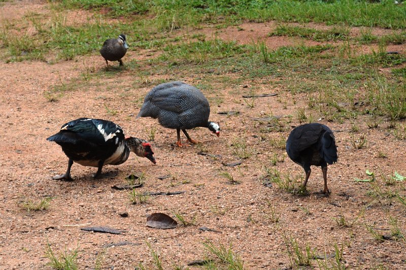 DSC_0002.JPG - Atherton Tablelands - menagerie at our stopover