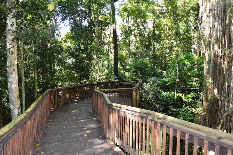DSC_0019.JPG - Atherton Tablelands - Near Yungaburra is the Curtain Fig Tree