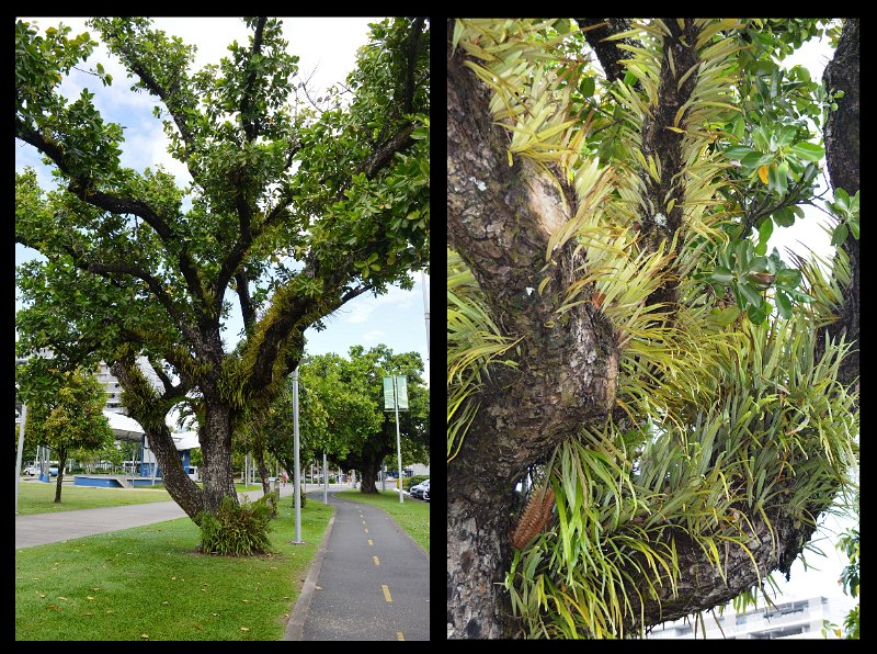29Cairns1.jpg - Cairns - Tropical ferns on the Esplanade near the Tourist information centre