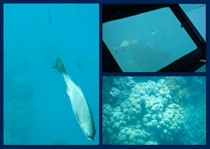 30CairnsReef3.jpg - Moore Reef pontoon - Joy's glass bottom boat tour