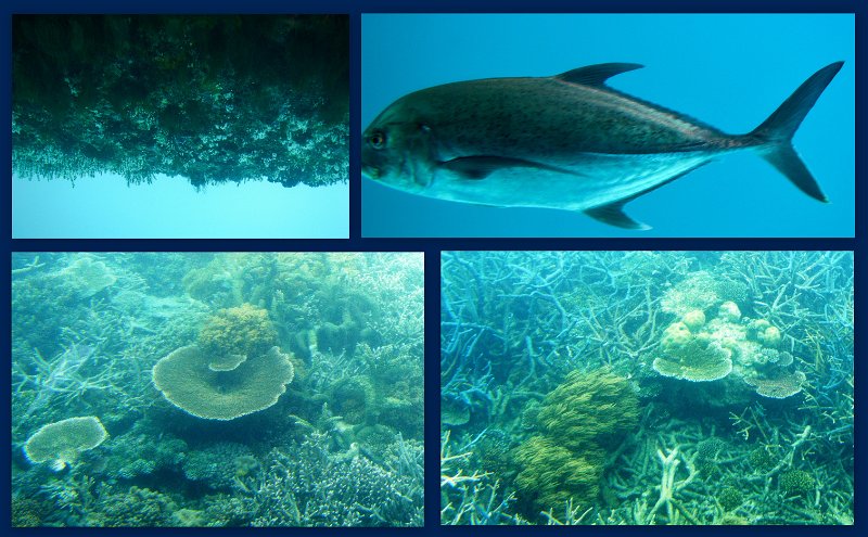 30CairnsReef6.jpg - Moore Reef pontoon - Joy's glass bottom boat tour