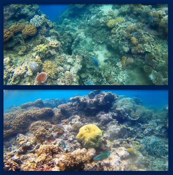 FromMovies1.jpg - Snorkelling at Moore Reef