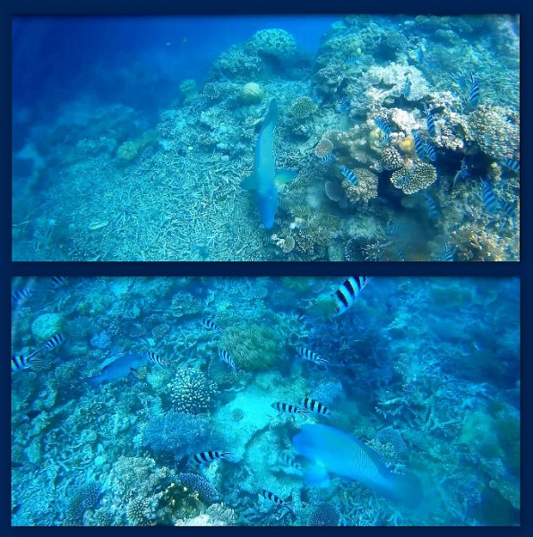 FromMovies5.jpg - Snorkelling at Moore Reef