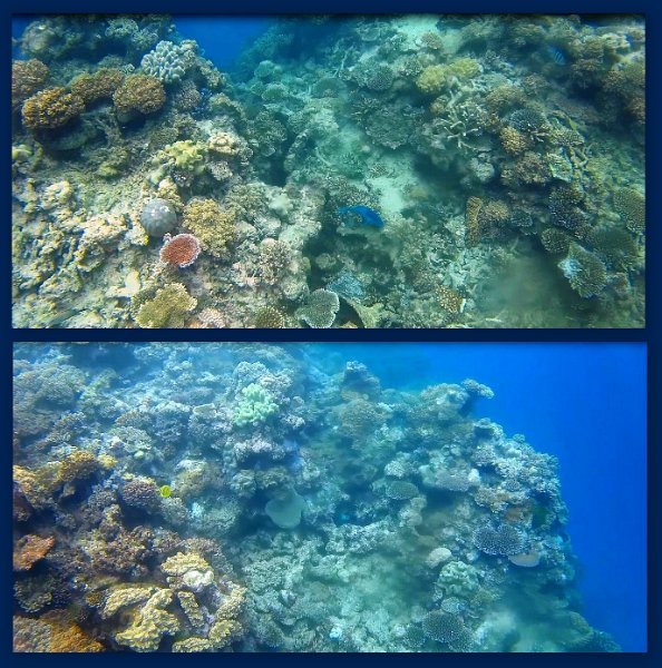 FromMovies6.jpg - Snorkelling at Moore Reef