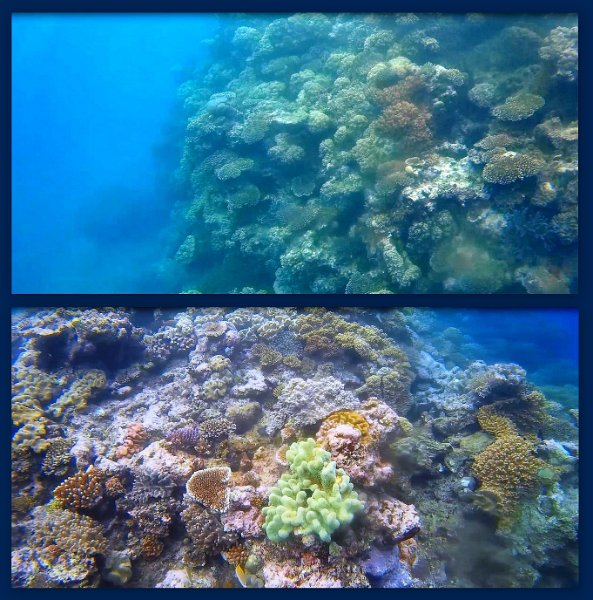 FromMovies7.jpg - Snorkelling at Moore Reef