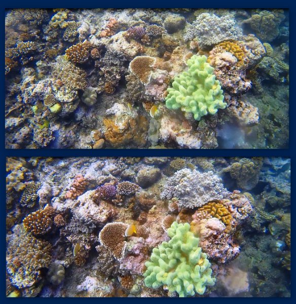 FromMovies8.jpg - Snorkelling at Moore Reef